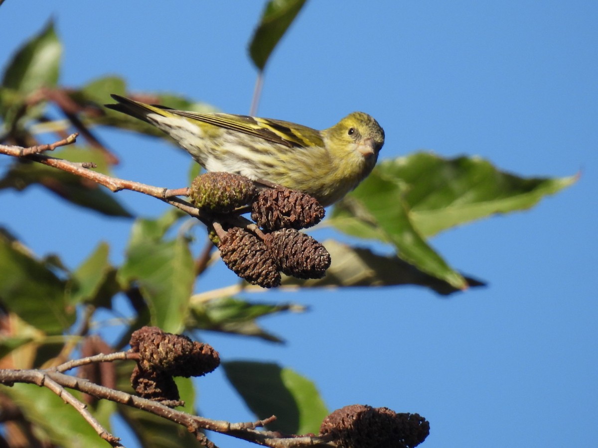 grønnsisik - ML646101963