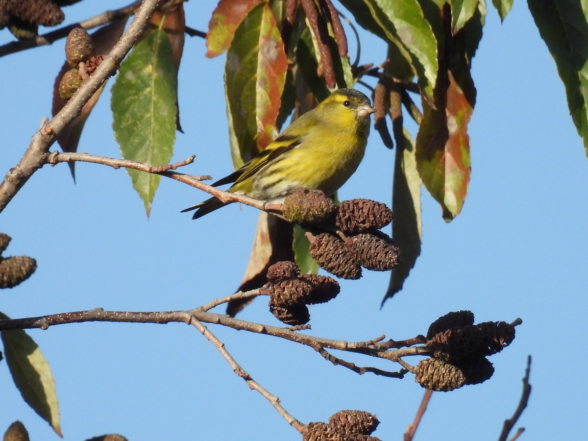 grønnsisik - ML646101964