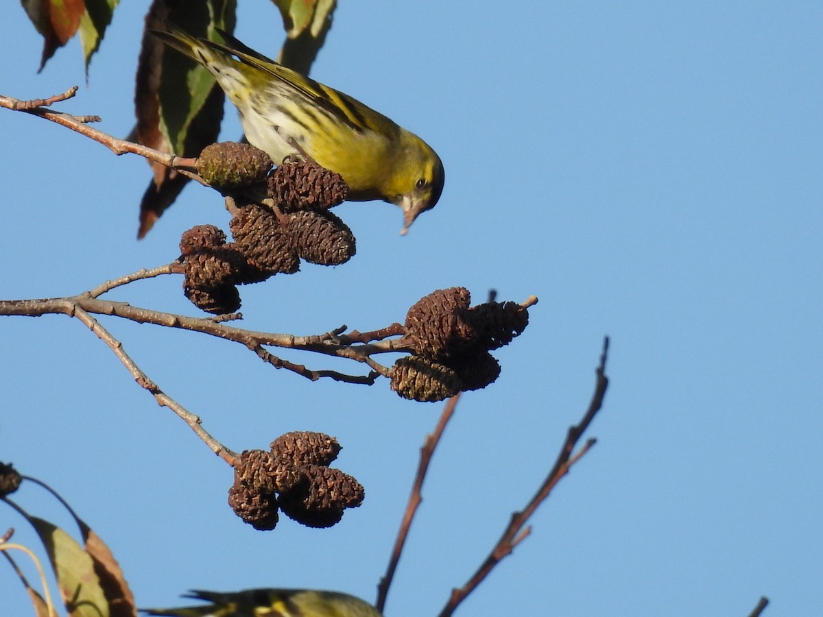 grønnsisik - ML646101965