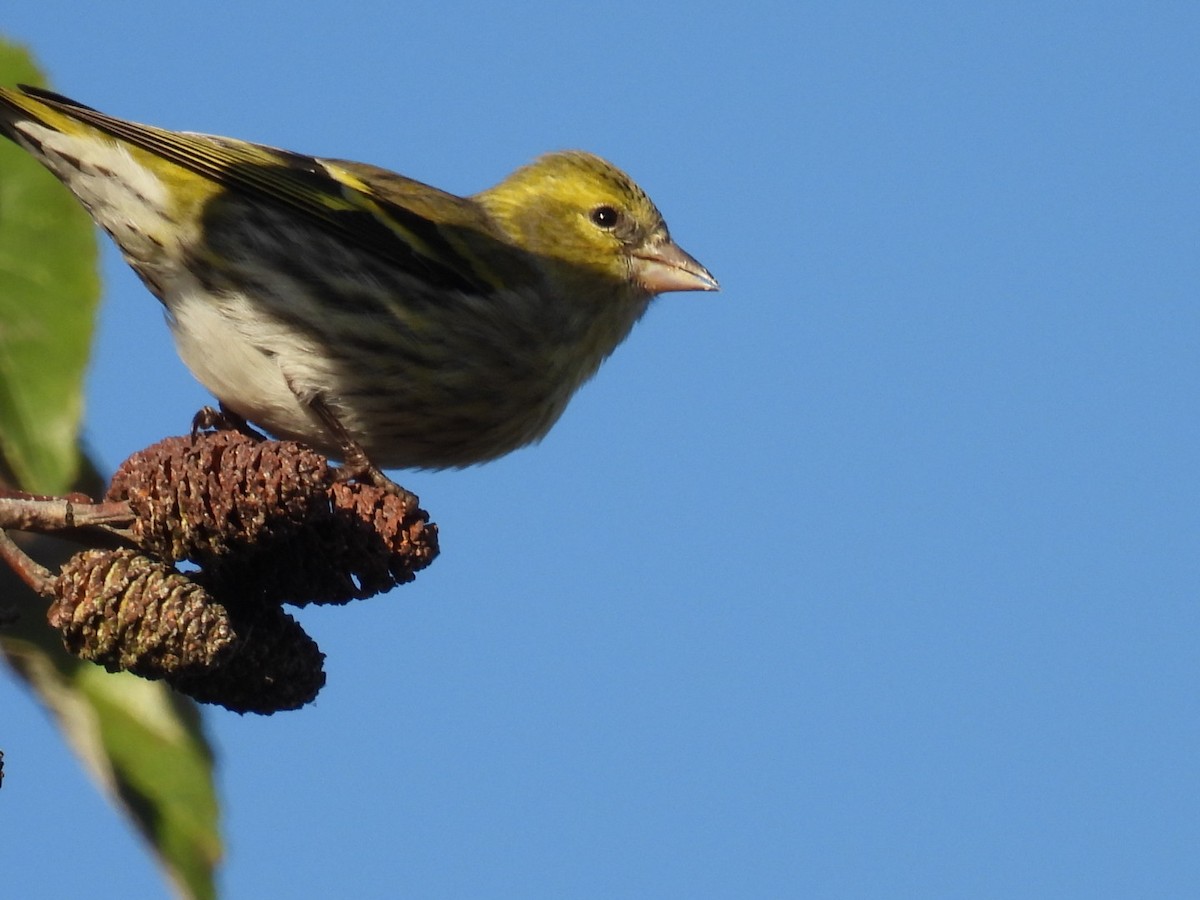 grønnsisik - ML646101966