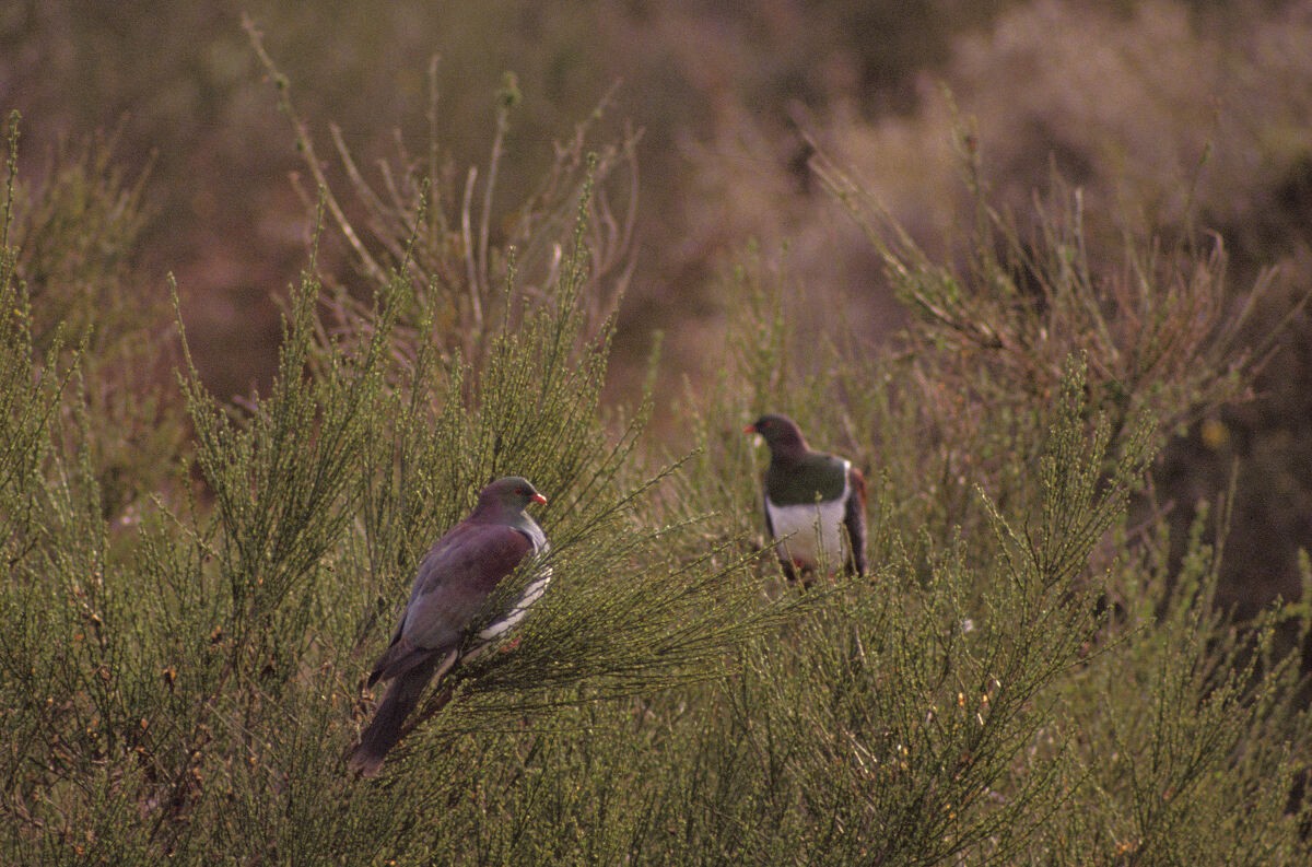 New Zealand Pigeon - ML646101967