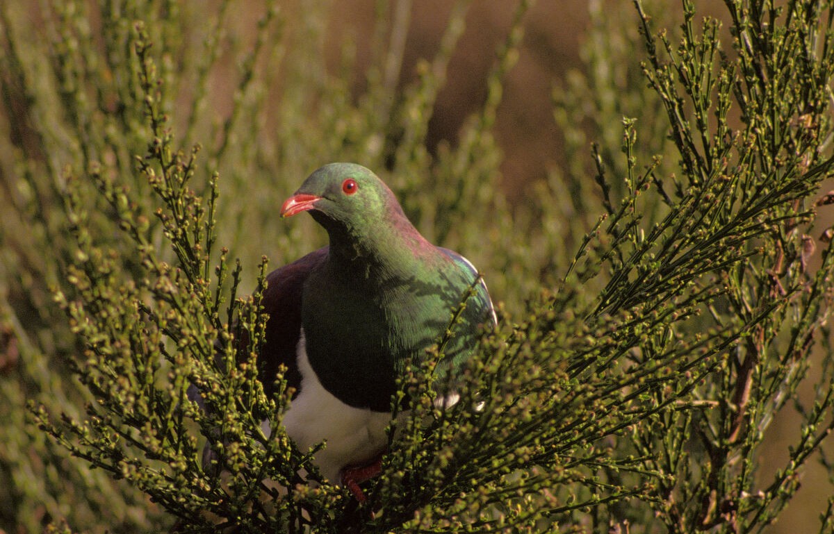New Zealand Pigeon - ML646101968