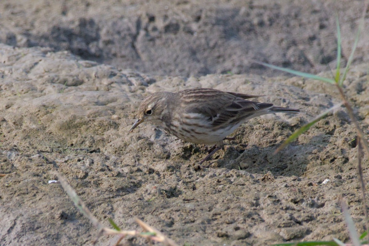 Water Pipit - ML646101969