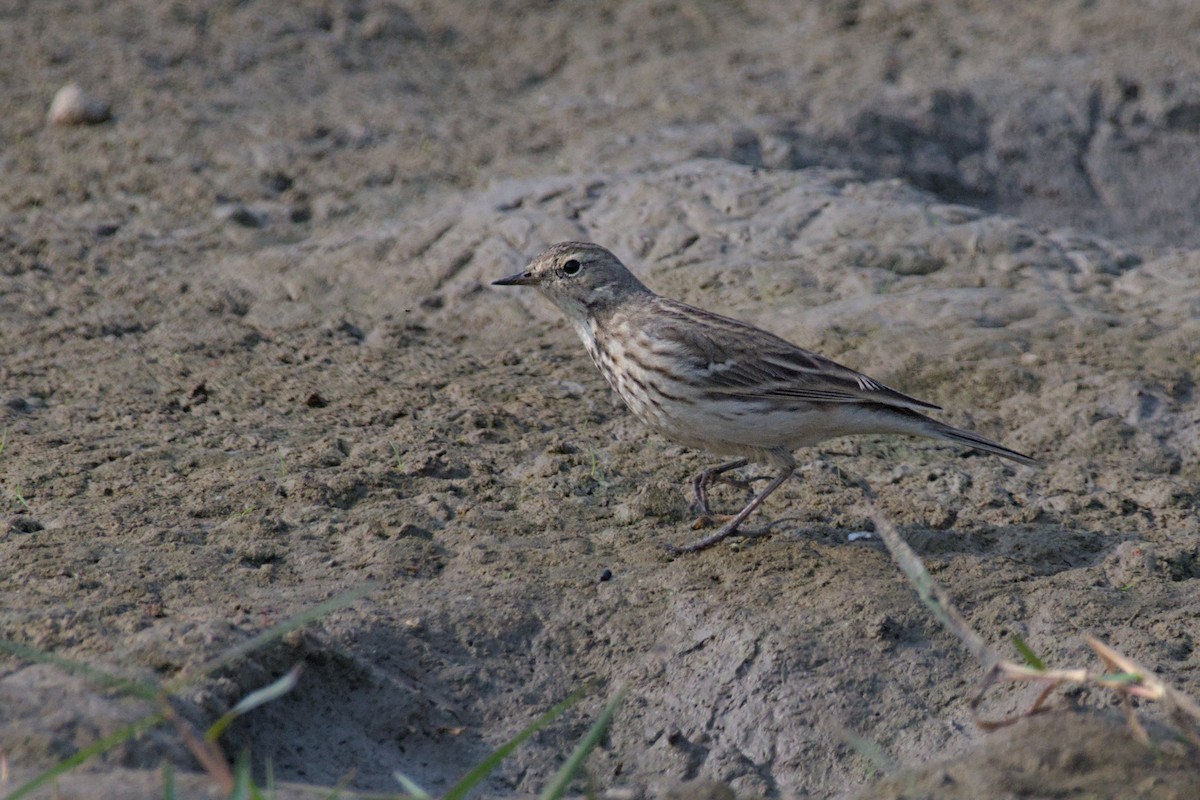 Water Pipit - ML646101970