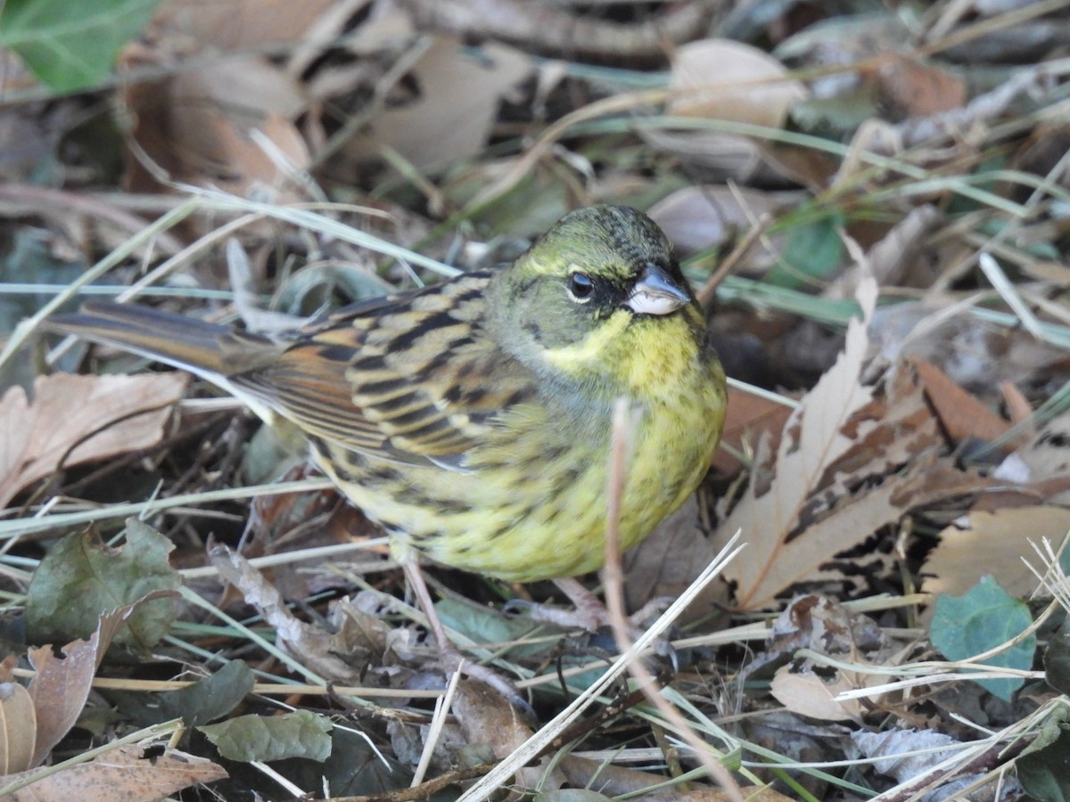 svartmaskespurv - ML646101972