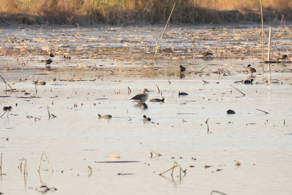 Гуска сіра - ML646101973