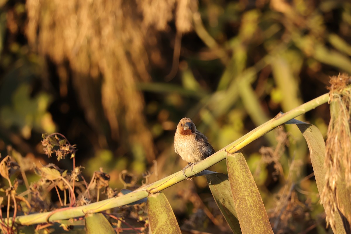 Scaly-breasted Munia (Scaled) - ML646101975