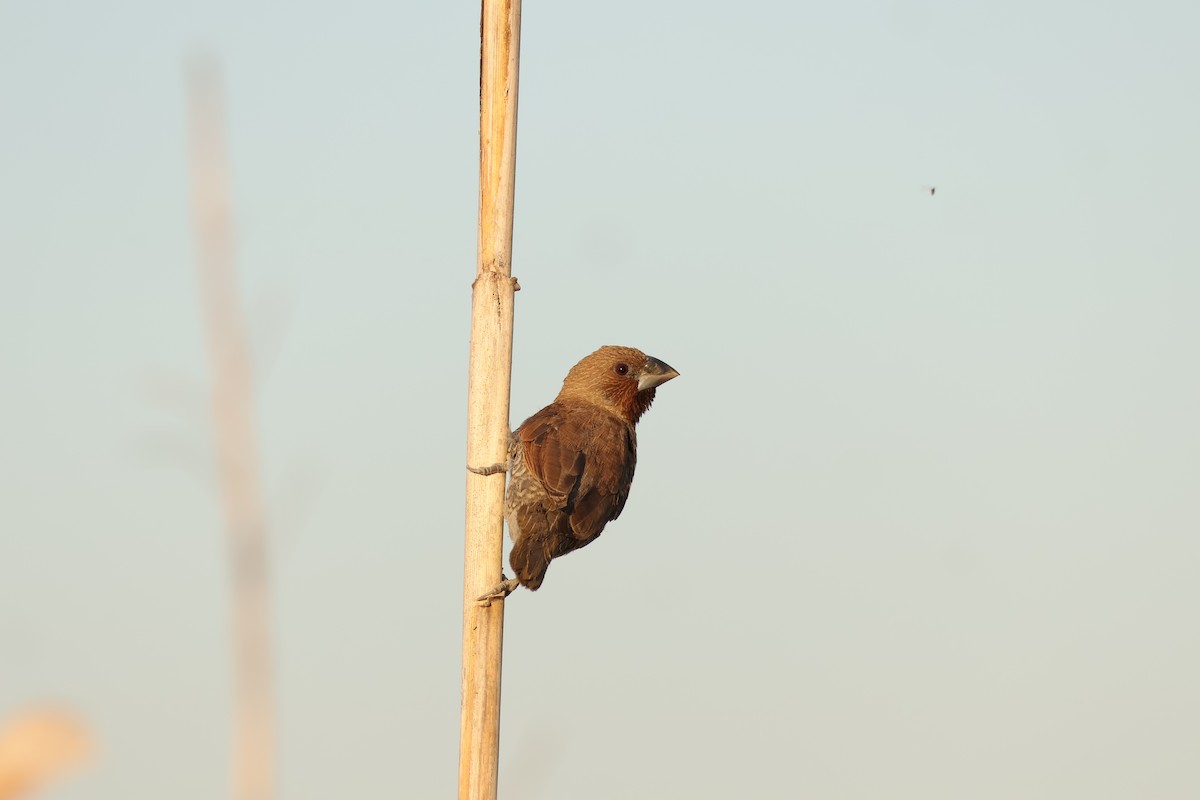 Scaly-breasted Munia (Scaled) - ML646101976