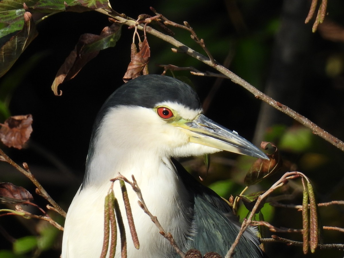 natthegre - ML646101979