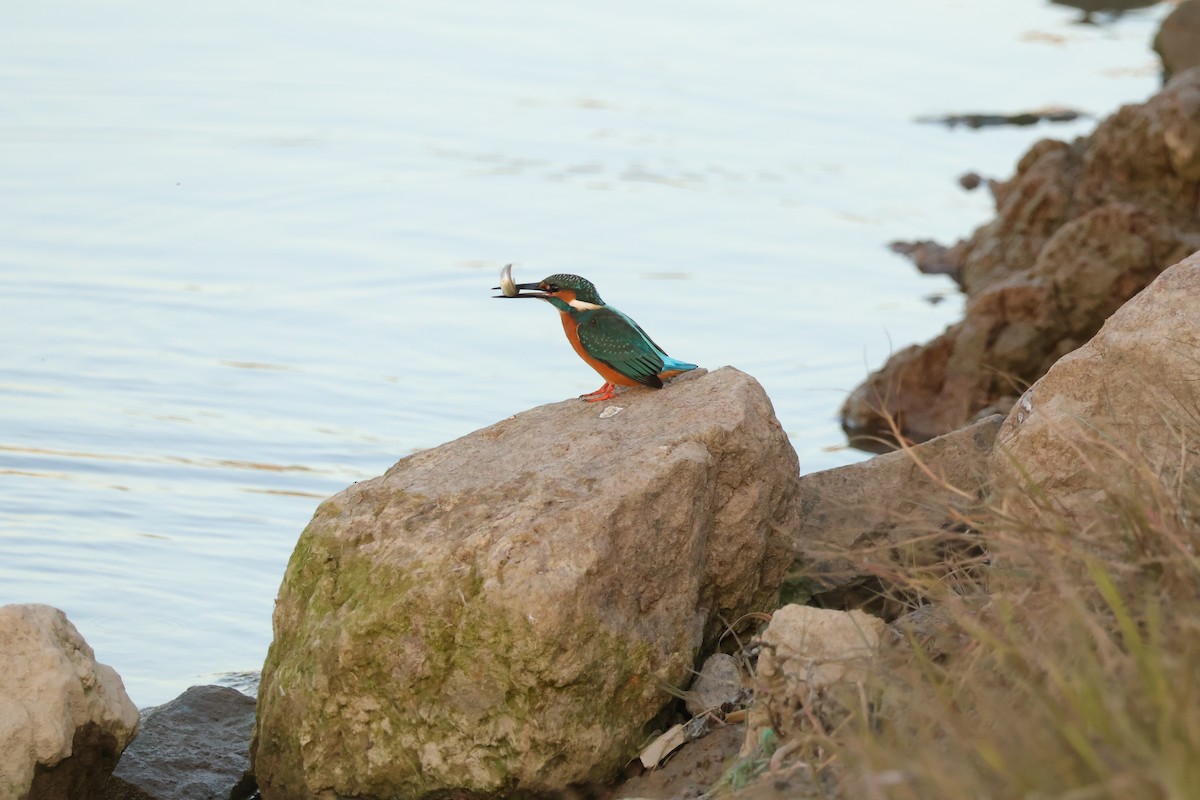 Common Kingfisher (Common) - ML646101982