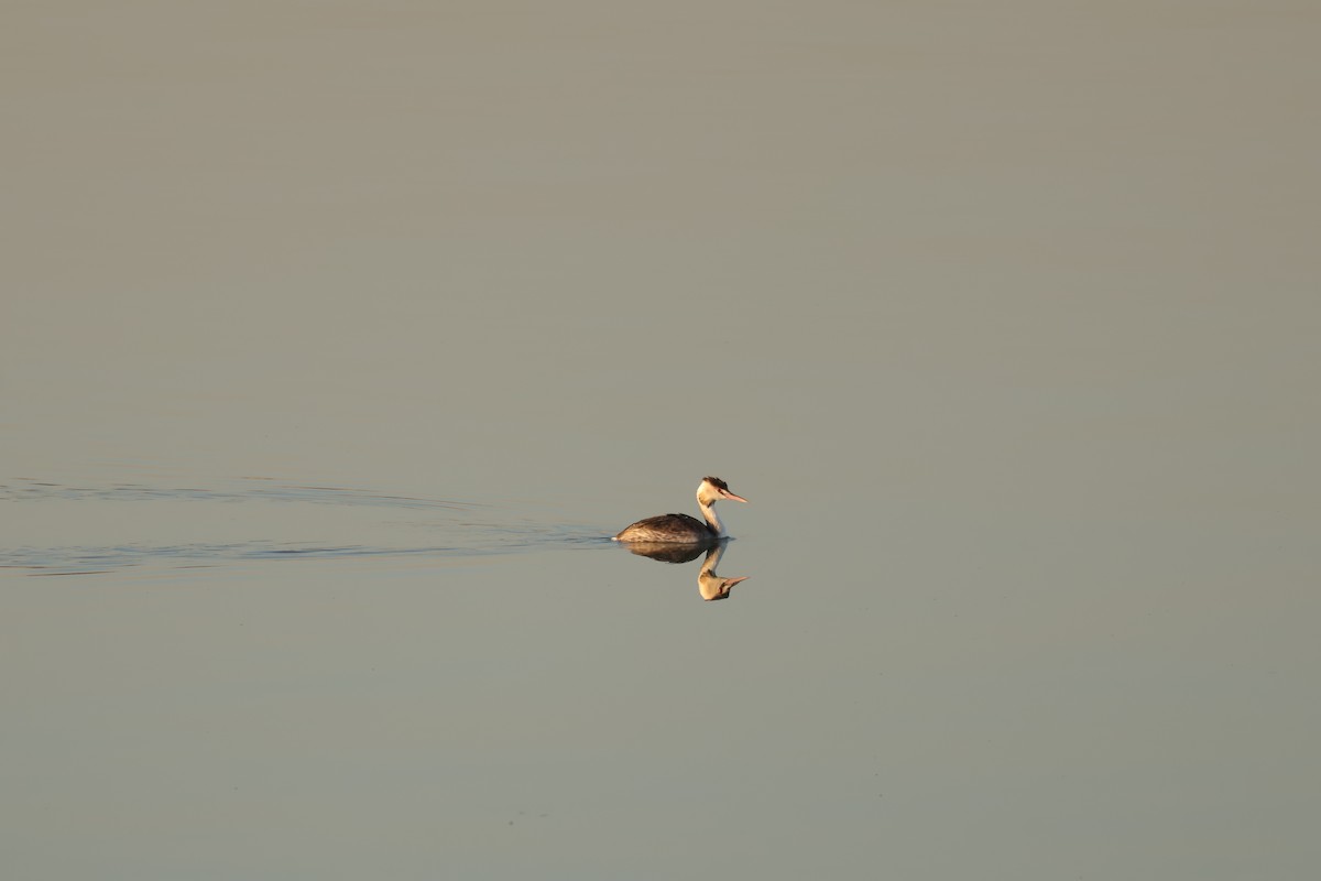 Great Crested Grebe - ML646101987