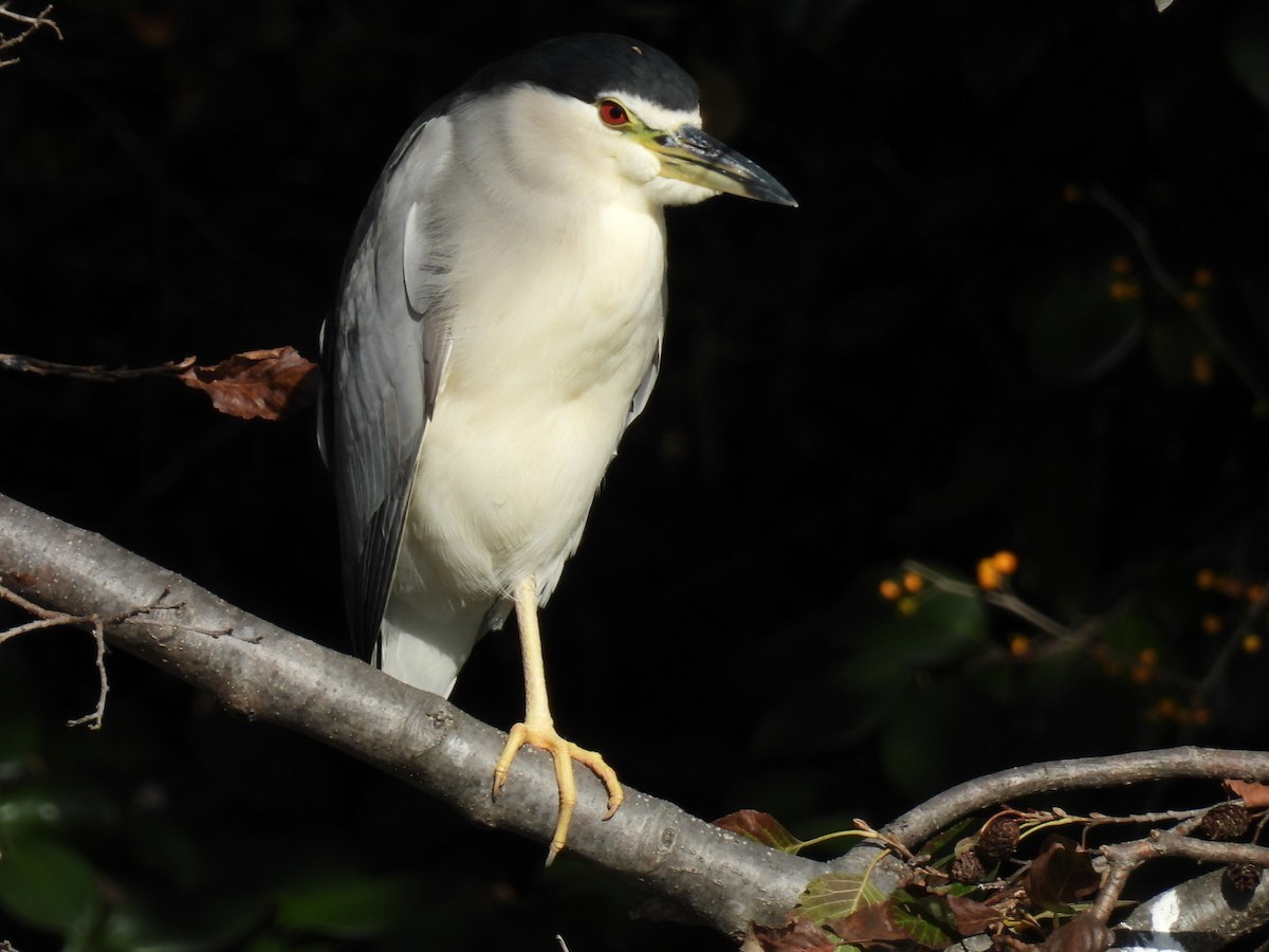 natthegre - ML646101990