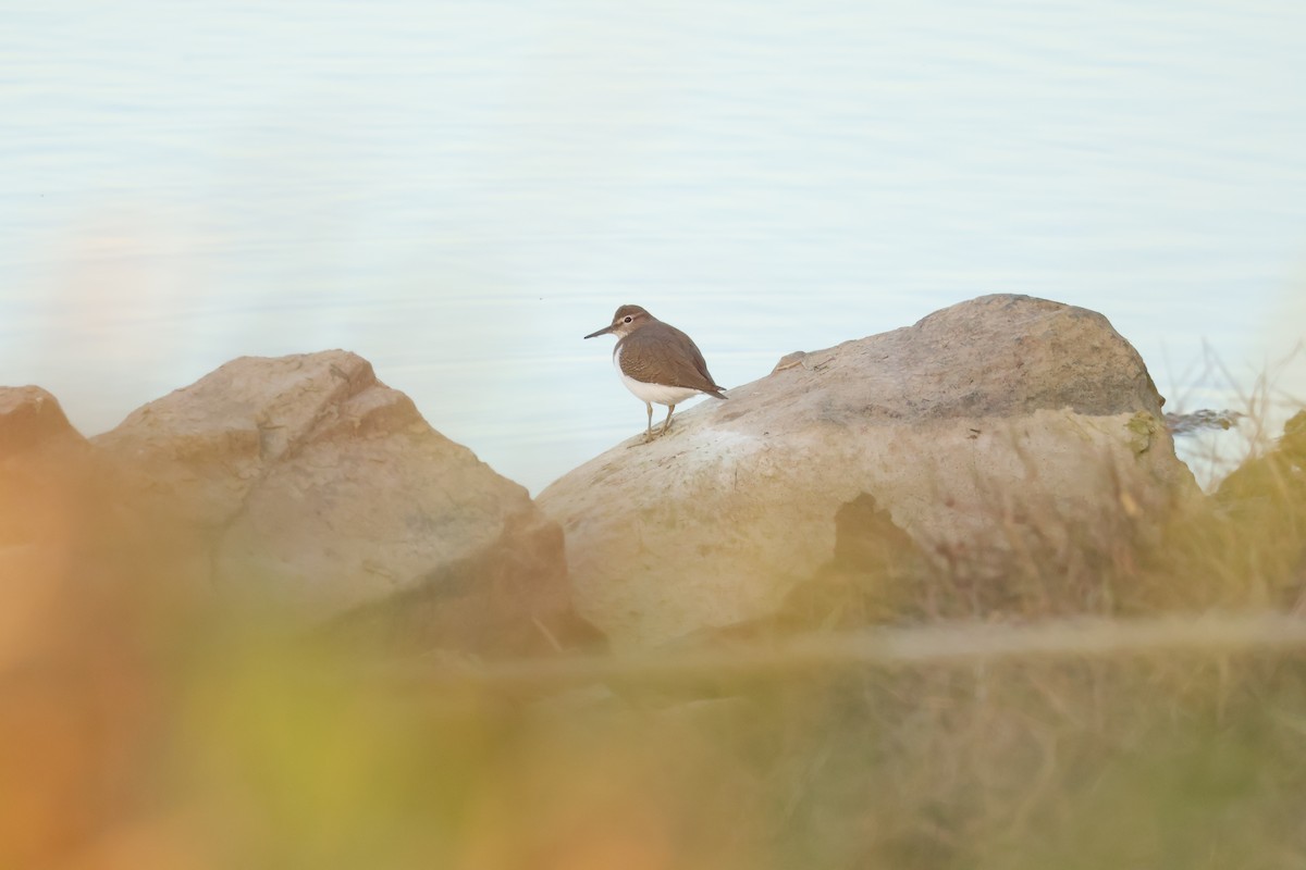 Common Sandpiper - ML646101991