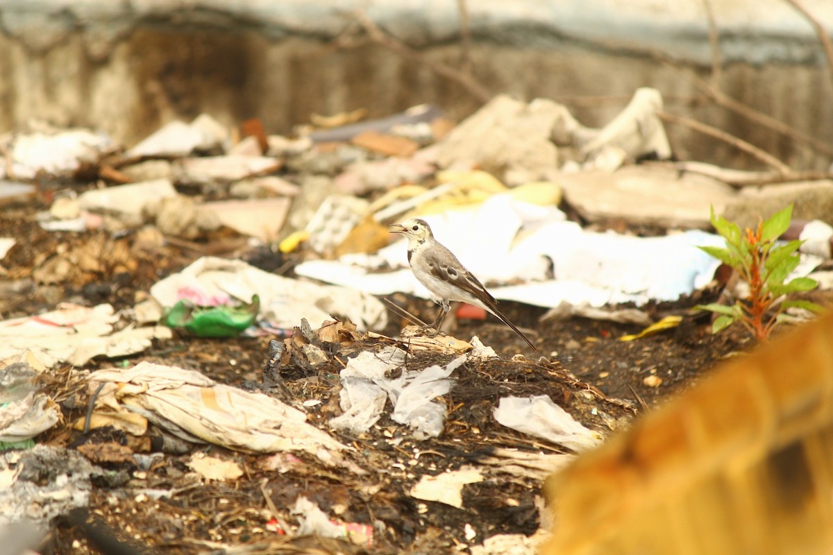 White Wagtail - ML646101994