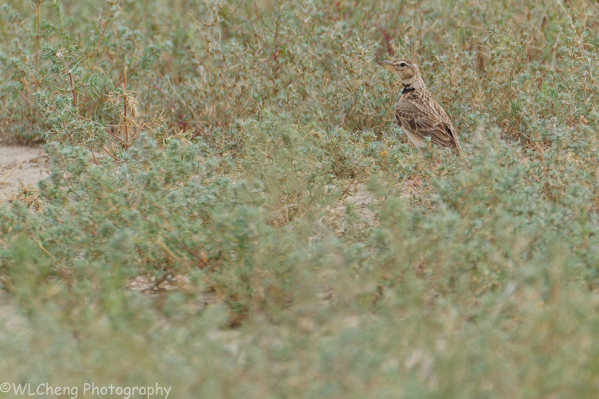 Bimaculated Lark - ML646101996