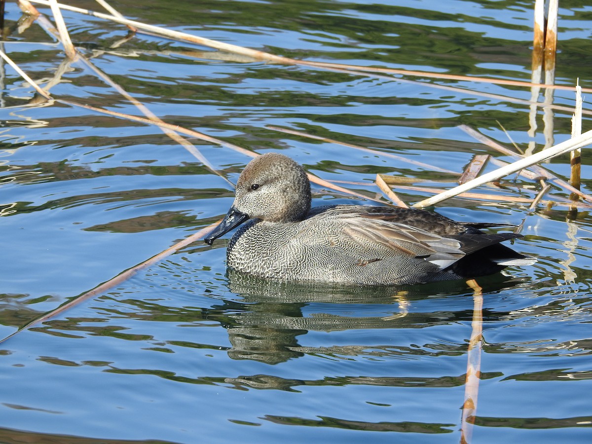 snadderand - ML646101997