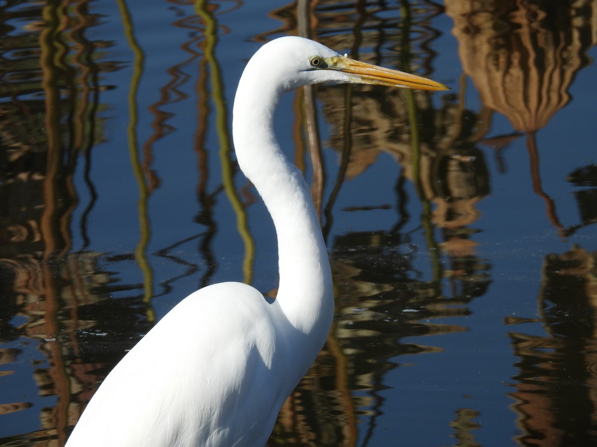 egretthegre - ML646101998