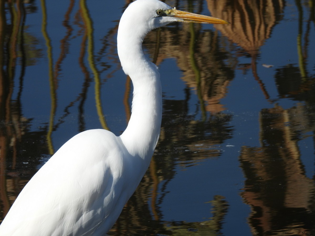 egretthegre - ML646101999