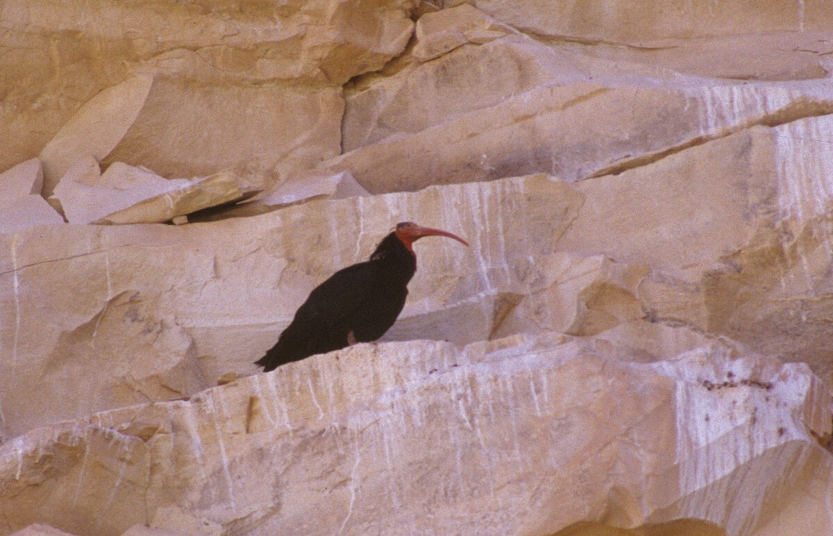 Northern Bald Ibis - ML646102002