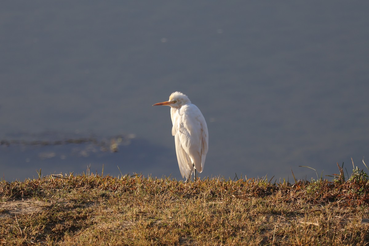 Eastern Cattle-Egret - ML646102003