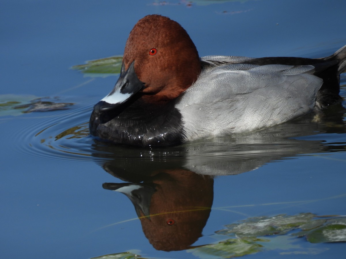 Common Pochard - ML646102004