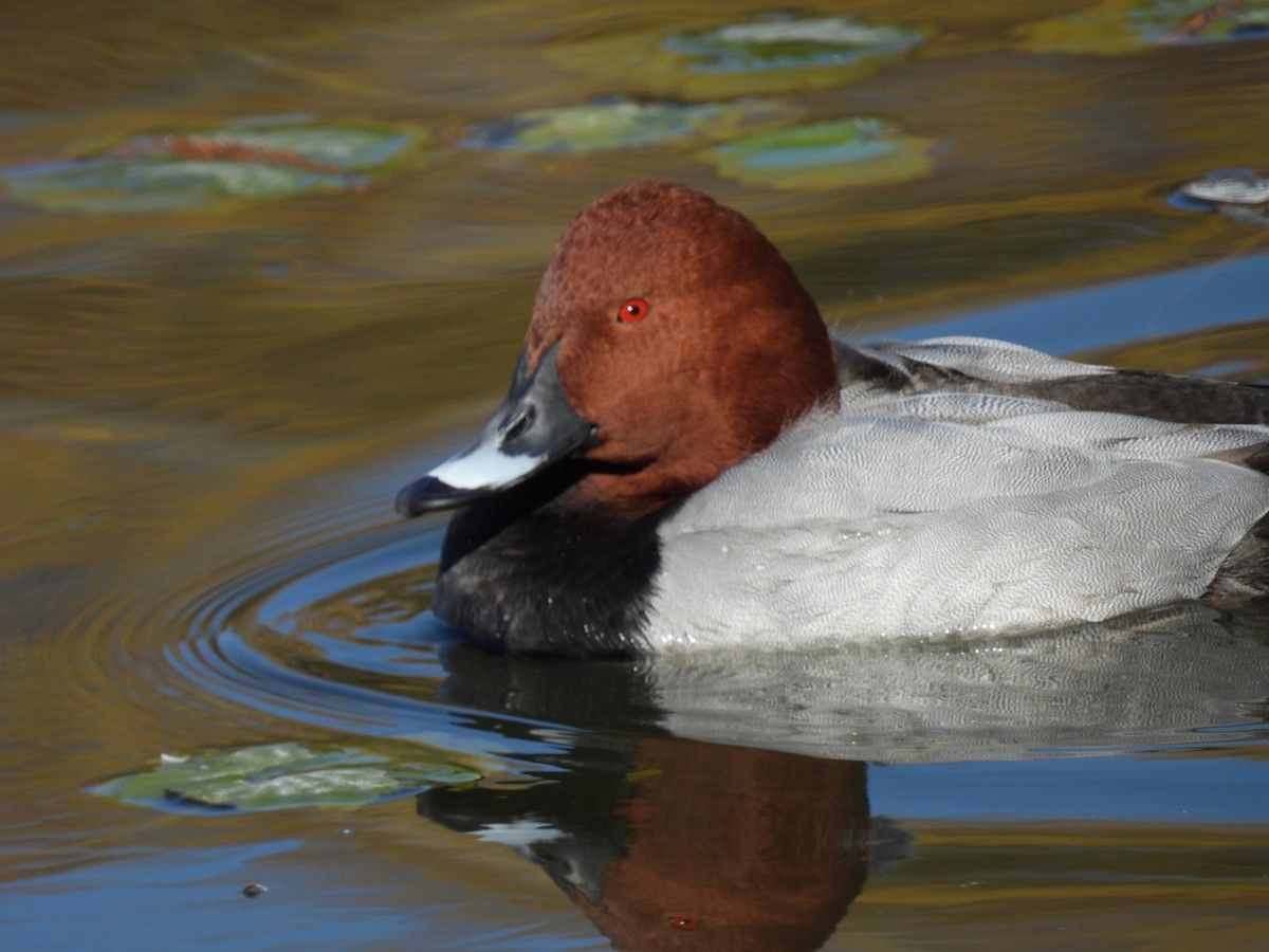 Common Pochard - ML646102005