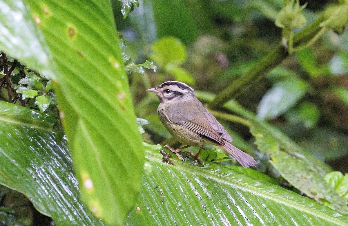 Costa Rican Warbler - ML646102006