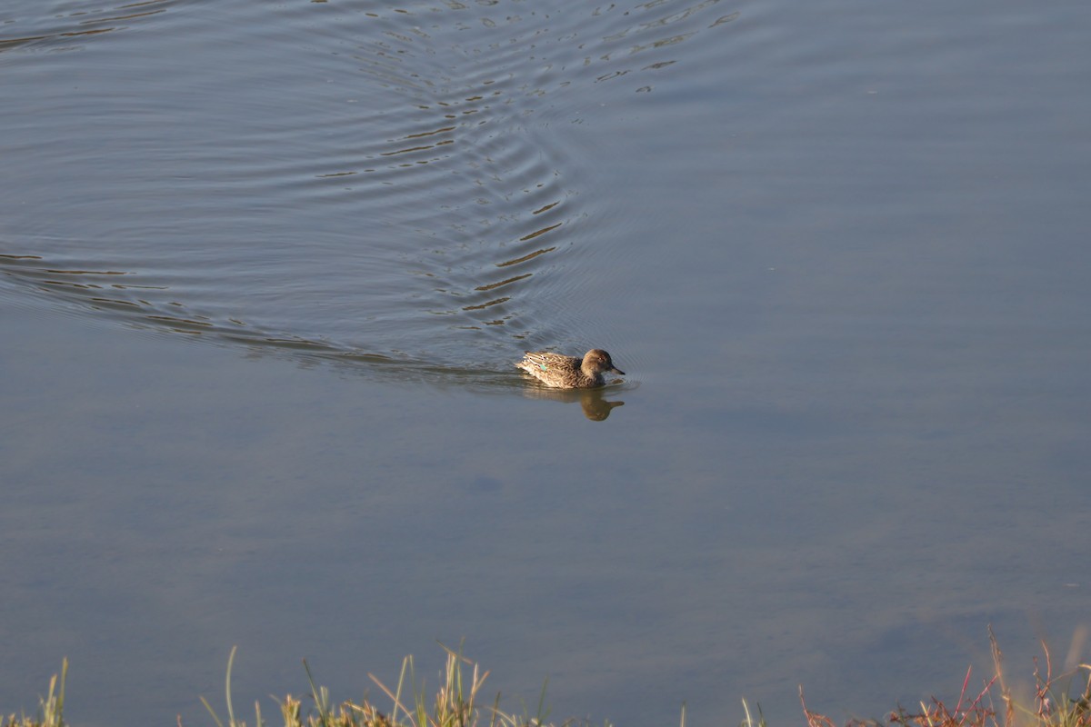 Green-winged Teal (Eurasian) - ML646102007