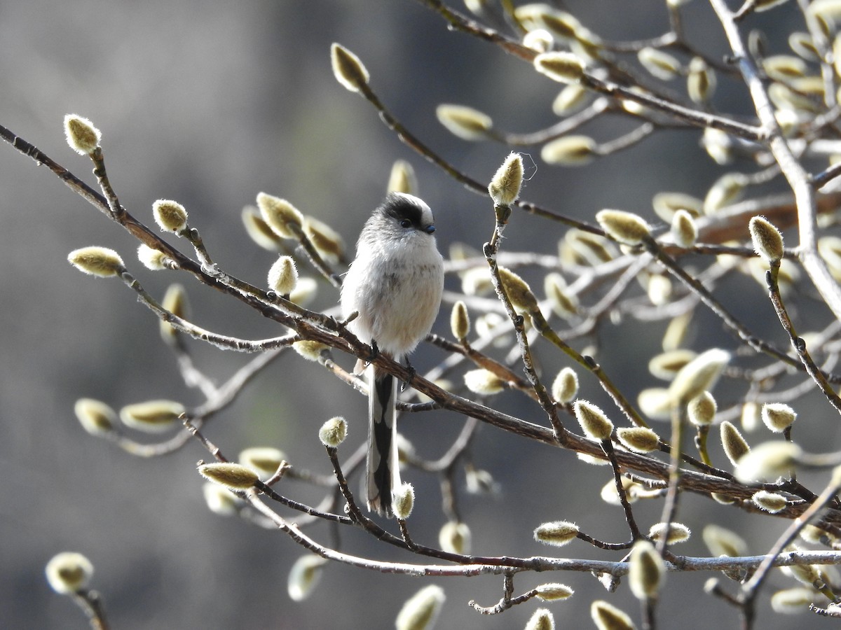 Long-tailed Tit - ML646102011