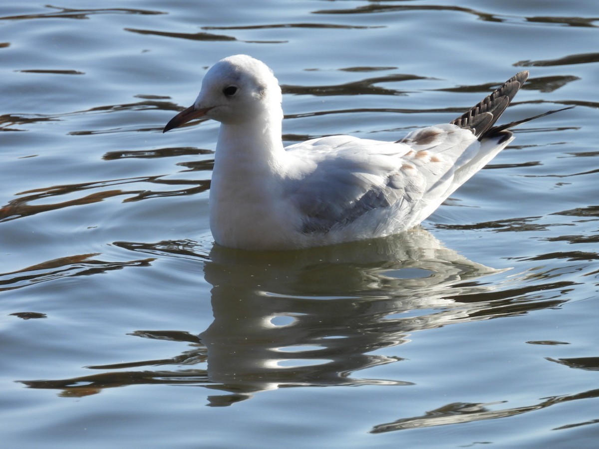 Black-headed Gull - ML646102012