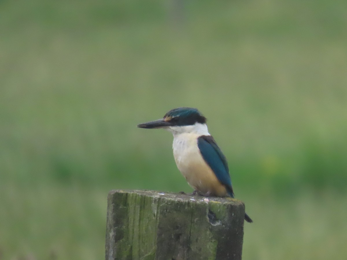 Sacred Kingfisher - ML646102014