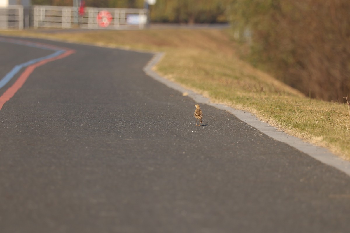 Richard's Pipit - ML646102015