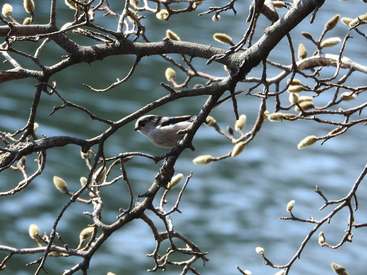 Long-tailed Tit - ML646102016