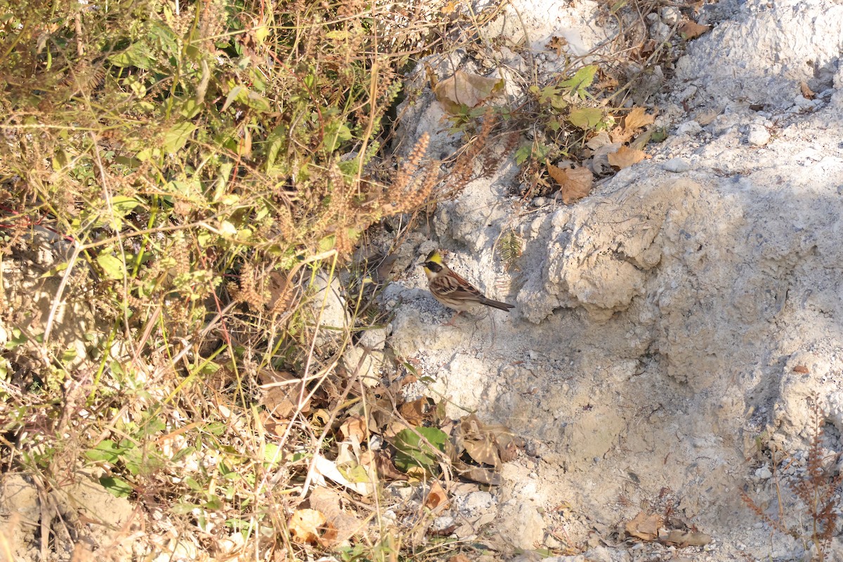 Yellow-throated Bunting - ML646102017