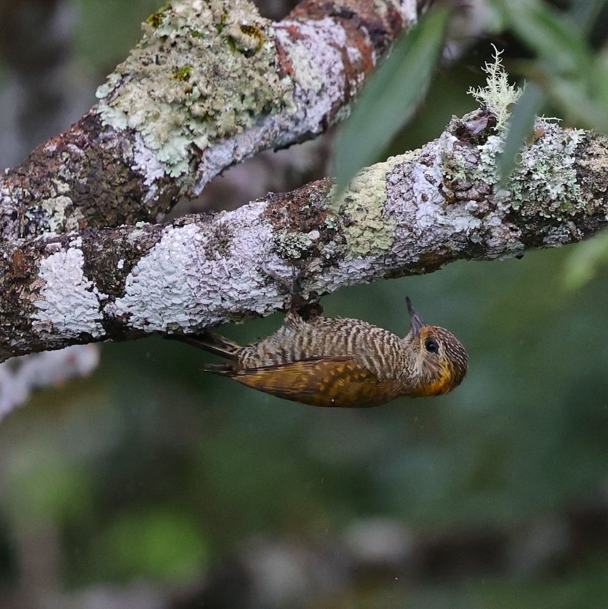 Yellow-eared Woodpecker - ML646102018