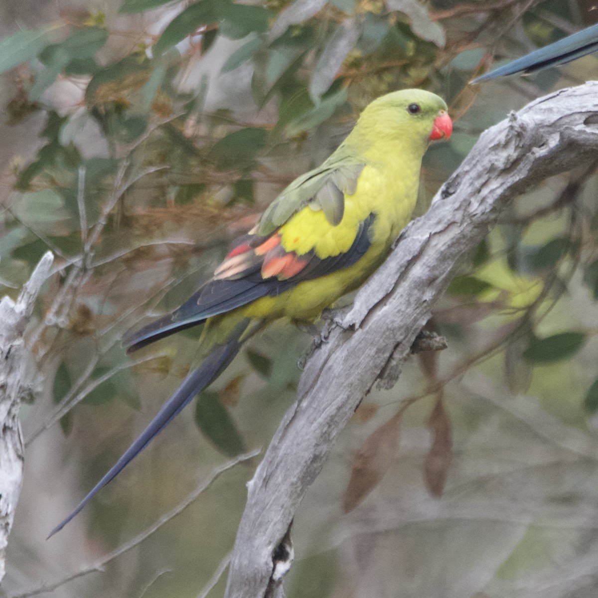 Regent Parrot - ML646102019