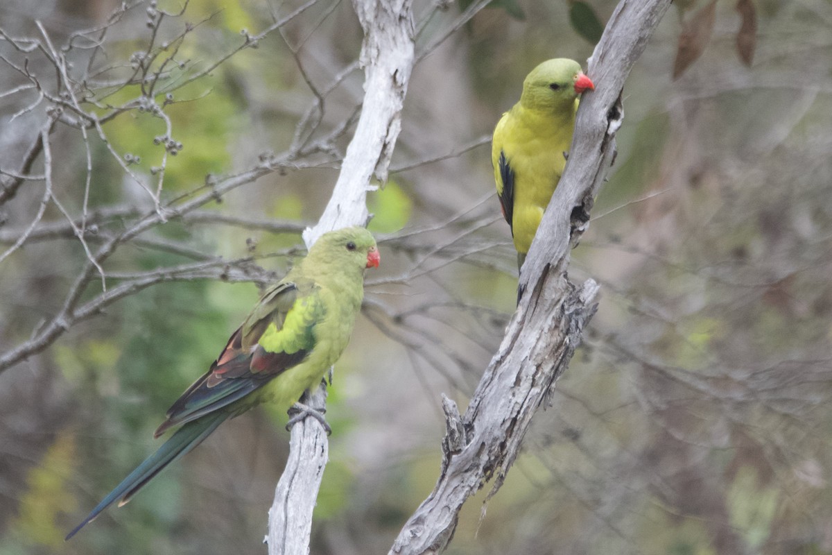 Regent Parrot - ML646102020