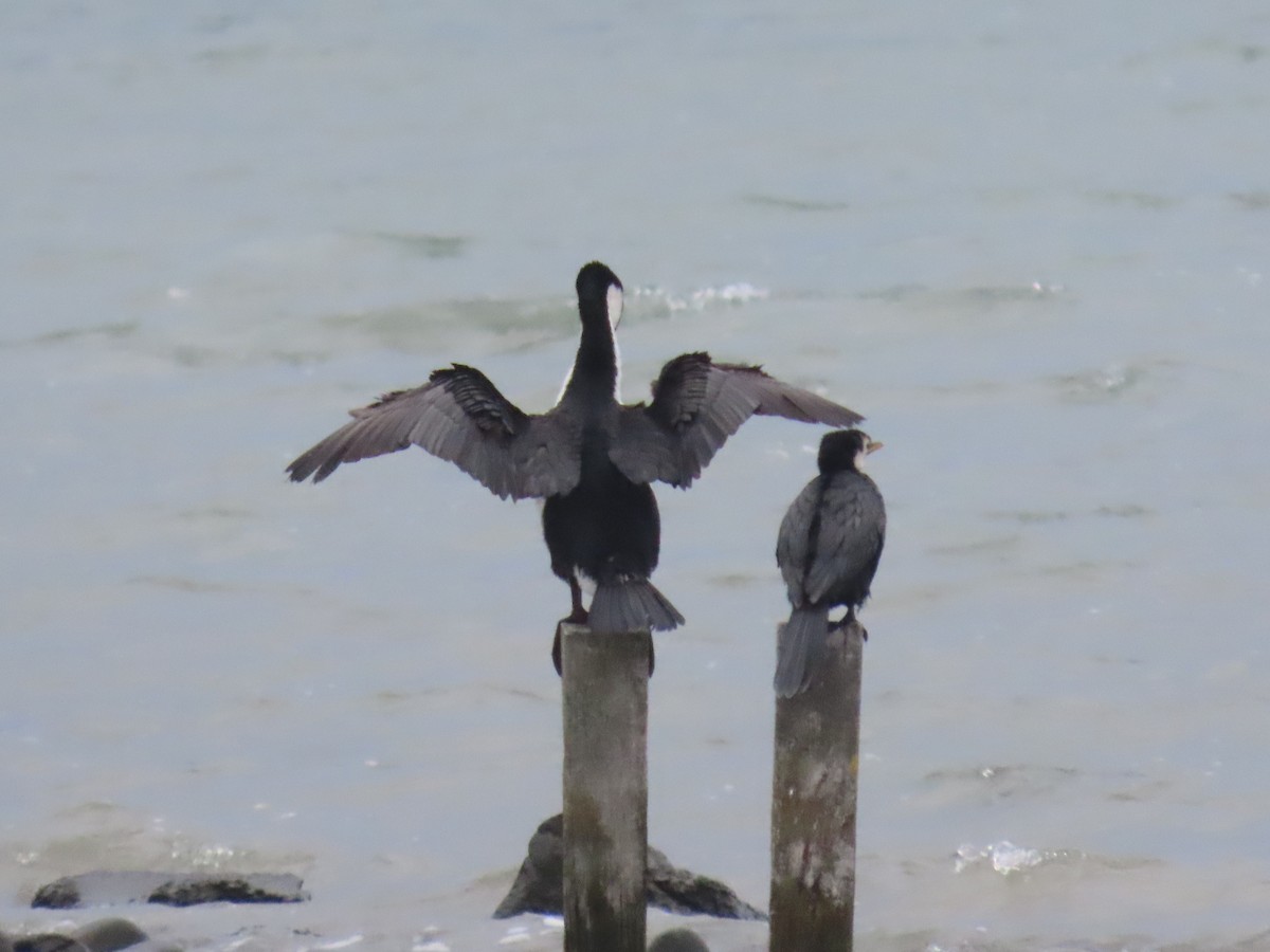 Pied Cormorant - ML646102021