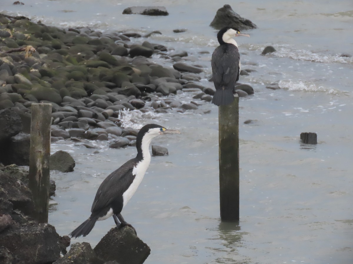 Pied Cormorant - ML646102022