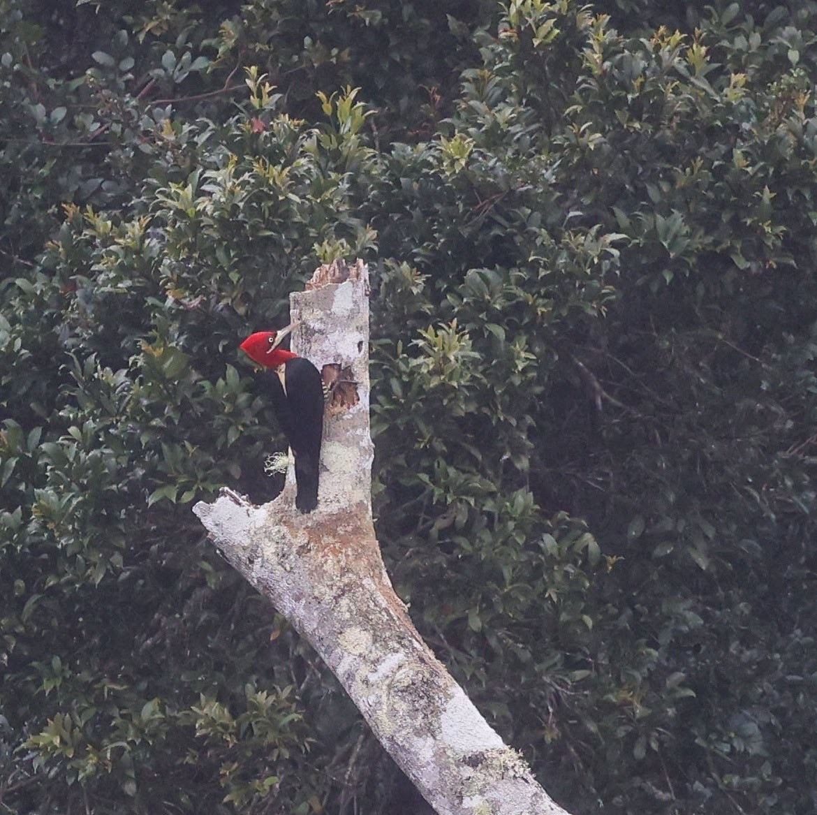 Robust Woodpecker - ML646102023