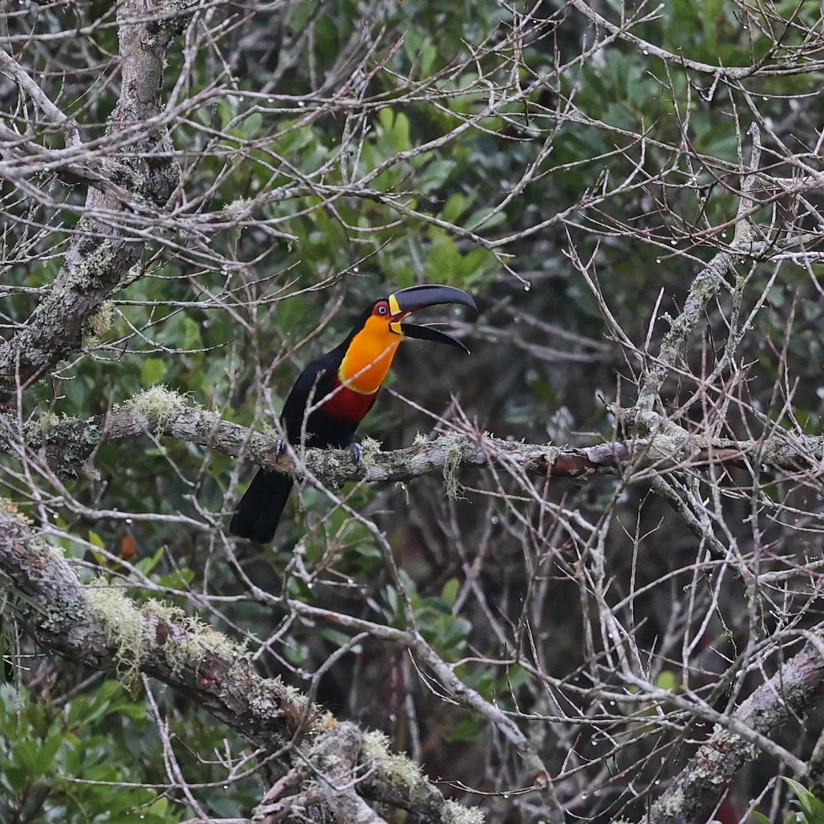 Channel-billed Toucan (Ariel) - ML646102024