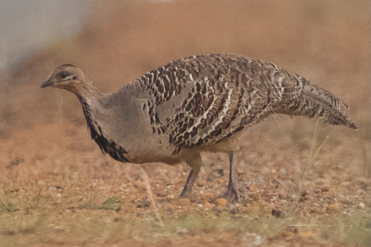 Malleefowl - ML646102025