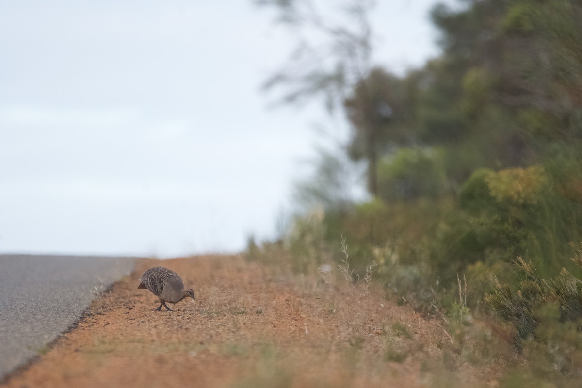 Malleefowl - ML646102026