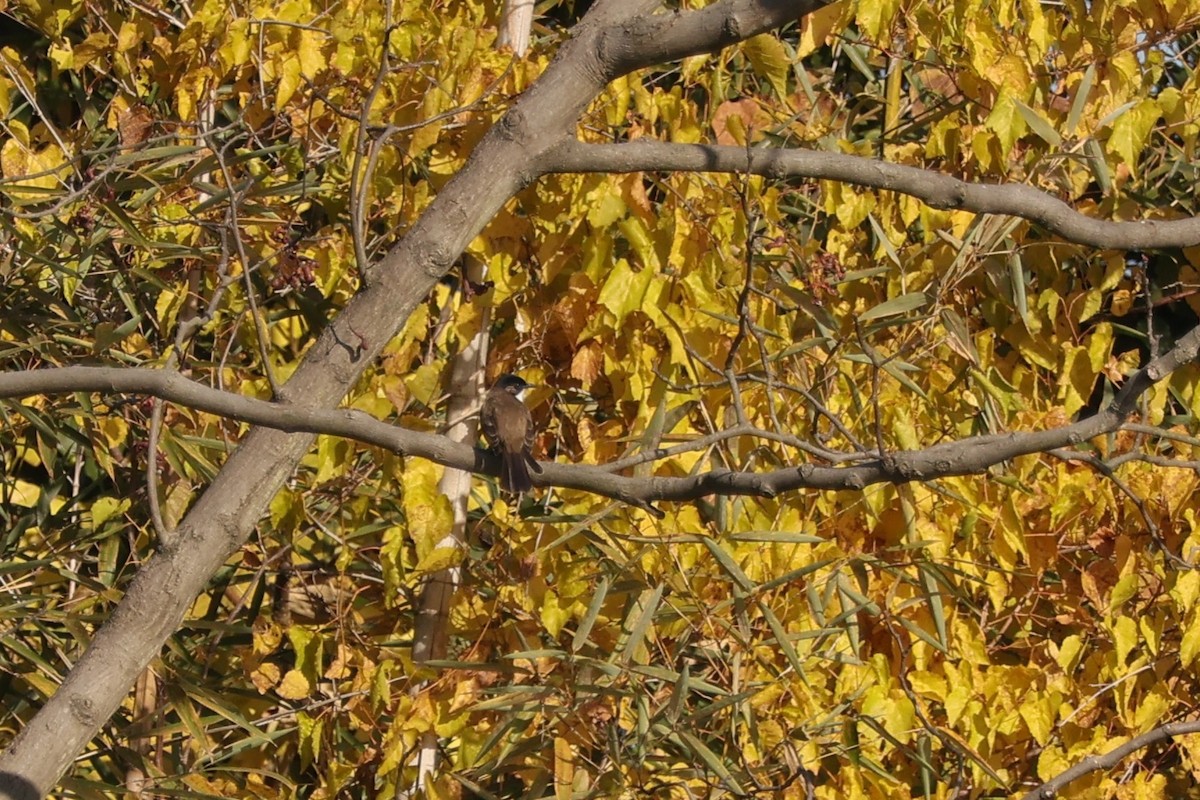 Brown-breasted Bulbul - ML646102027