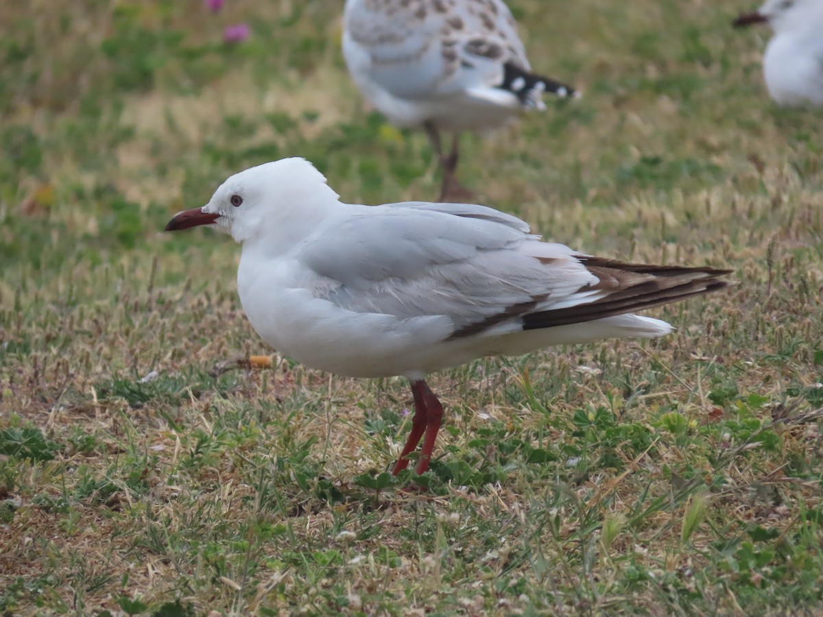 Silver Gull - ML646102028
