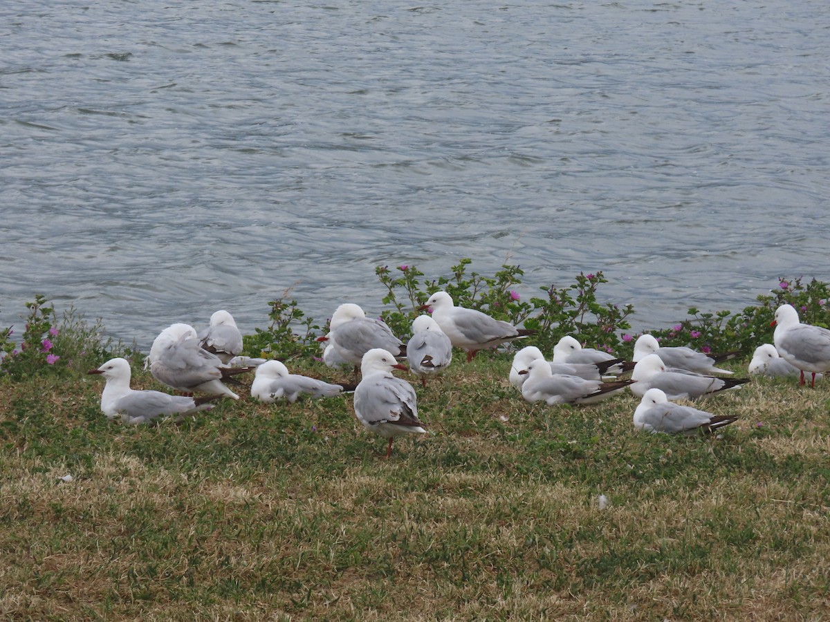 Silver Gull - ML646102029