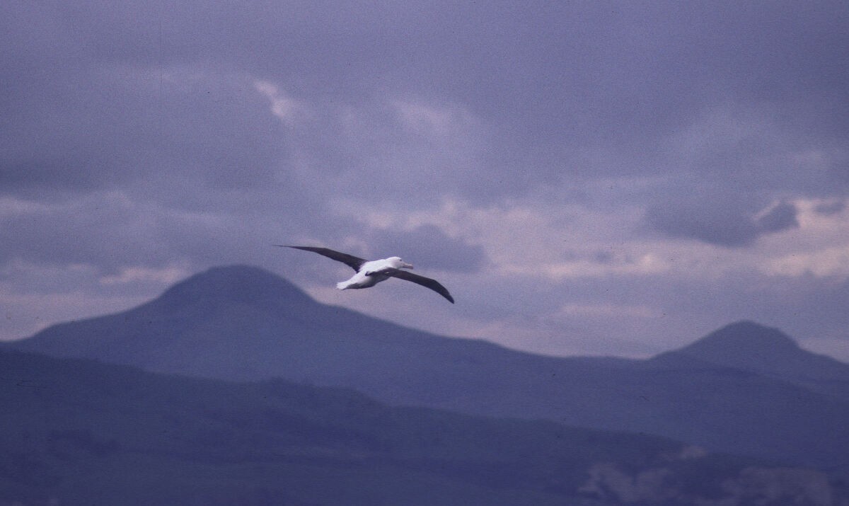 Northern Royal Albatross - ML646102031