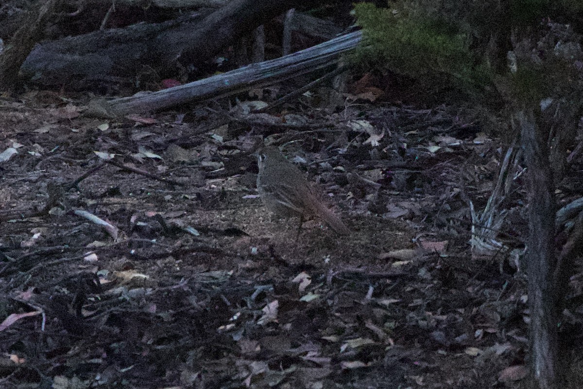 Southern Scrub-Robin - ML646102032