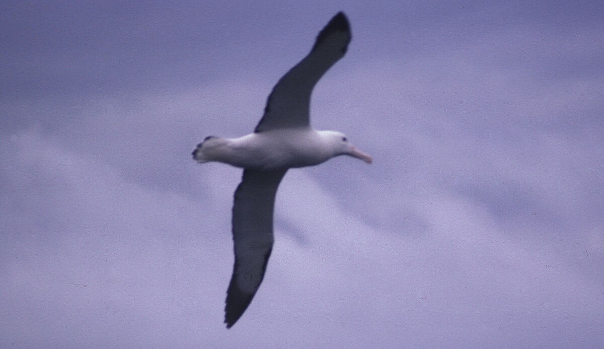 Northern Royal Albatross - ML646102033