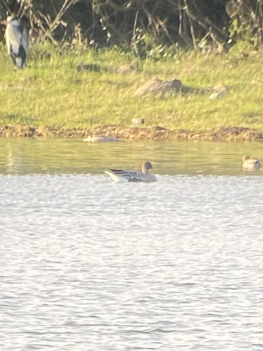 Pink-footed Goose - ML646102034